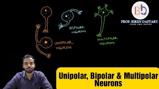 Unipolar Bipolar amp Multipolar Neurons [upl. by Kelvin]