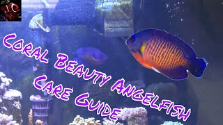 Coral Beauty Angelfish Care Guide [upl. by Bremser579]