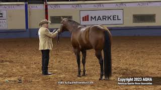 2023 Nutrena AQHA World and Adequan Select World 3YearOld Stallions [upl. by Akihsan]