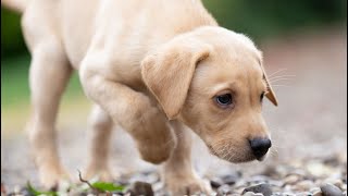 Living With Labrador And Springer Spaniel Puppies At Kugae Gundogs [upl. by Salsbury605]