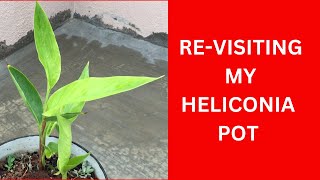 REVISITING MY HELICONIA POT  HELICONIA  PLANT CARE TIPS [upl. by Nosle388]