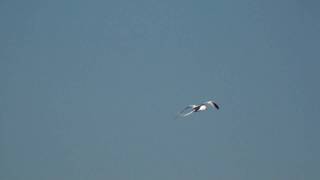 Redbilled Tropicbird Rabijunco picorojo Phaethon aethereus [upl. by Atinehs]