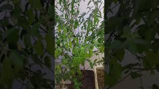 When your tulsi Plant have this sign A StepbyStep Guide short ytshorts viral shorts [upl. by Harehs332]