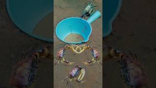 Survival DIY Creative Underground Crab Trapping Technique survival crabtrap survivalskills [upl. by Janek643]