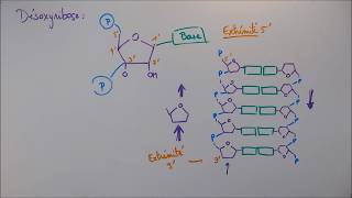 Réplication ADN  2 Détails moléculaires [upl. by Botzow]