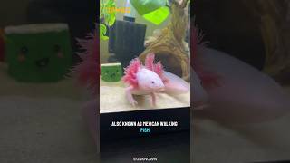 Axolotl are like real life superheroes shorts [upl. by Annasoh617]