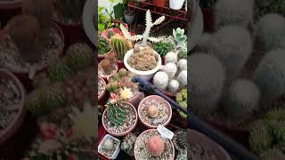 Succulent plant succulents plants cactus propagation homegarden tips care [upl. by Kalin]