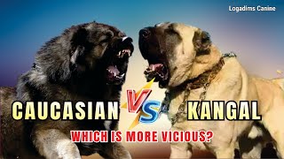 Caucasian Shepherd vs Kangal Which Guardian is MORE FEROCIOUS [upl. by Llemart]