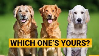 3 Types of Golden Retrievers and How to Identify Them [upl. by Hook]