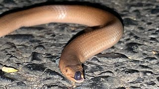 Burtons legless lizard [upl. by Ynes]