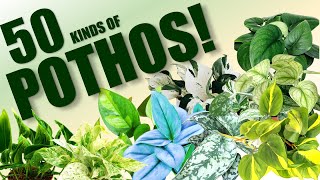 50 POTHOS SPECIES  HERB STORIES [upl. by Ariay]