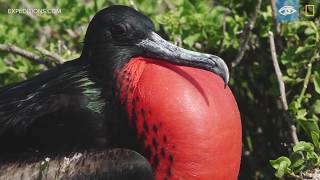 Male Frigate Birds  Galápagos  Lindblad ExpeditionsNational Geographic [upl. by Nylidnam777]