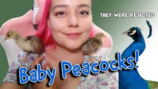 I Saved Peacock Chicks [upl. by Ennylhsa]