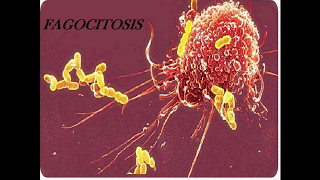 Mecanismo de Fagocitosis Vía Lisosomal y Via del Estallido Respiratorio [upl. by Wylde]