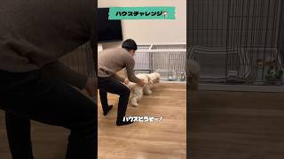 ハウス成功！！？ shorts dog cavachon house [upl. by Chelton340]