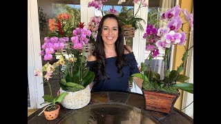 How to Care for Your Phalaenopsis Orchid  Orchid Care for Beginners  Orchid Diva [upl. by Leirum]