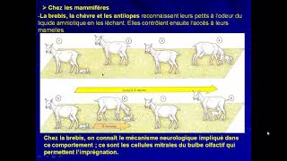 vidéo 9 éthologie et psychophysiologie lempreinte parentale [upl. by Auohc350]