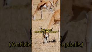 Africas Most Evolved Animals and Can Do Pronking SPRINGBOK shorts [upl. by Nollahs]