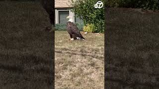 Majestic bald eagle spotted in Minnesota neighborhood [upl. by Bandur]