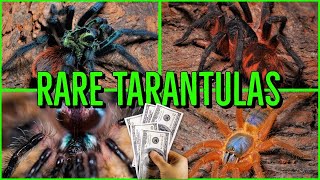 Top 10 RARE amp EXPENSIVE Tarantulas [upl. by Vinita]