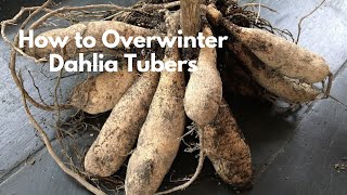 How to Overwinter Dahlia Tubers  How to Dig and Store Dahlia Tubers [upl. by Ober306]