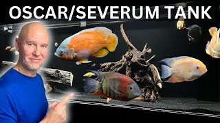 African Cichlids vs American Cichlids The Showdown [upl. by Hort]