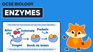 Enzymes  GCSE Biology [upl. by Whorton207]