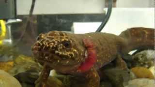 Neotenic Pacific Giant Salamander feeding [upl. by Lahcsap394]