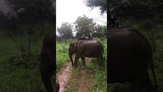 Sri Lanka Wild Elephants  Habarana Elephant  😲😲😲 nature travel elephant viral india [upl. by Pillsbury]