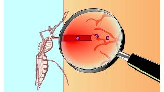 Apicomplexan life cycle Animation [upl. by Charlie]