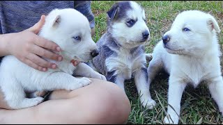 Gerberian Shepsky puppies week 24 [upl. by Alleusnoc]