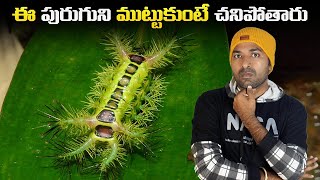 Dont Touch This Insect  Top 10 Interesting Facts  Telugu Facts  VR Raja Facts [upl. by Olzsal]