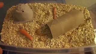 Mealworm amp Superworm  Starting and Raising a Breeding Sustaniable Colony [upl. by Deidre292]