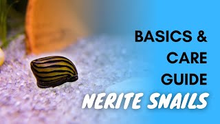 Nerite Snails Basics And Care Guide [upl. by Gareth]