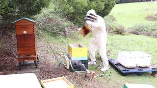 Yellow Hive Inspection after Split [upl. by Macomber]