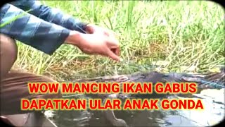 WOW MANCING IKAN GABUS DI RAWA KALIMANTAN SERUU [upl. by Spanjian354]