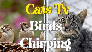 Secret to Entertaining Cats Asian Birds Chirping on Screen [upl. by Holmann]