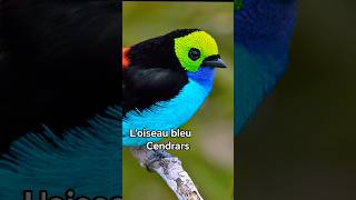 Loiseau bleu  Blaise Cendrars [upl. by Thibaud]