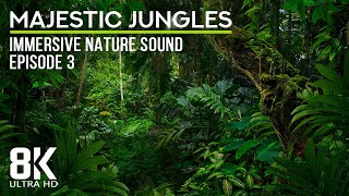 8 HRS Immersive Jungle Sounds 8K UHD  Calming Sounds of Tropical Birds  Episode 3 [upl. by Castorina476]