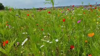 Wildflower Meadow  Helmsley [upl. by Ennylhsa]