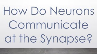 How Do Neurons Communicate at the Synapse [upl. by Tattan991]