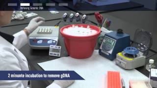 How to perform RT and DNAse step in one tube with Maxima [upl. by Anreval]