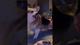 Dog Reacts Humorously to Glass of Wine [upl. by Mitchael]