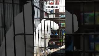 தமிழ் பேசும் African cockatoo பறவை saptiya😋😋😄 shorts pets cockatoo macawbird petshop [upl. by Nwahsear]