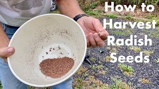 How to Harvest Radish Seeds [upl. by Nnylrefinnej535]