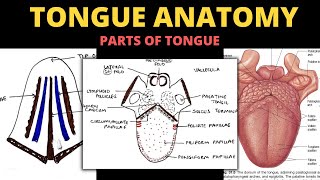 Tongue Anatomy  Parts of Tongue  Head amp Neck [upl. by Adnulahs]