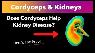 Can Cordyceps Help Kidney Function [upl. by Bogusz]