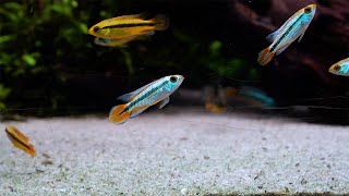 Agassiz Zwergbuntbarsch Alemare red tail  Apistogramma agassizii Alemare red tail [upl. by Blaine]