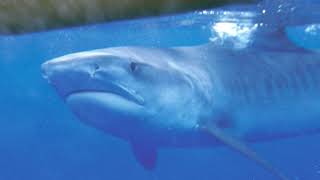 2 hours Shark Sound Effect [upl. by Algie440]