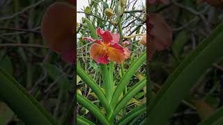 Orchids are coming back orchid orchids vandaorchid gardening garden oncidium [upl. by Wehhtam]